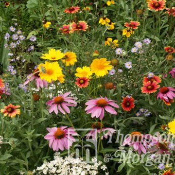 Semillas Wildflower Honey Bee Flower Mixed - Mezcla para abejas