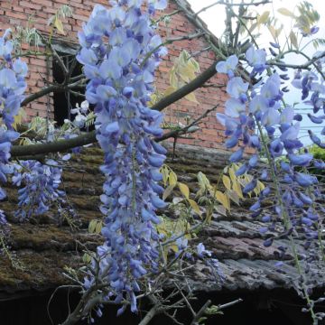Wisteria frutescens var. macrostachya Blue Moon - Glicina americana
