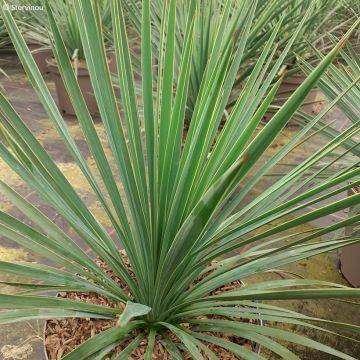 Yucca gloriosa var. tristis x recurvifolia Katana® - 