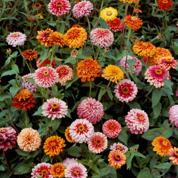 Zinnia Whirlygig Mixed