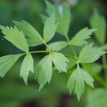 Levístico Bio - Ferme de Sainte Marthe - Levisticum officinalis