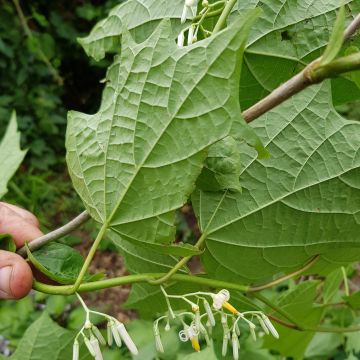 Alangium chinense - Alangio chino