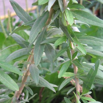 Burro - Aloysia polystachia