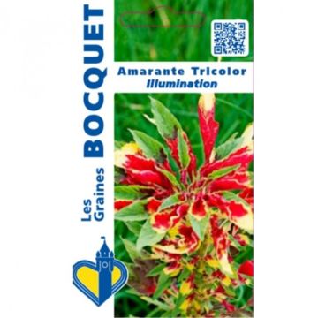 Amaranthus tricolor Illumination