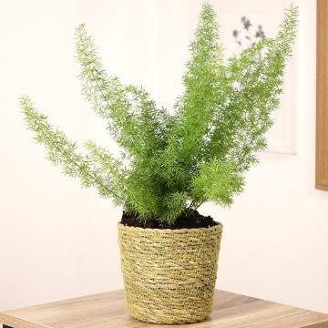 Asparagus densiflorus var. meyeri - Espárrago de jardín