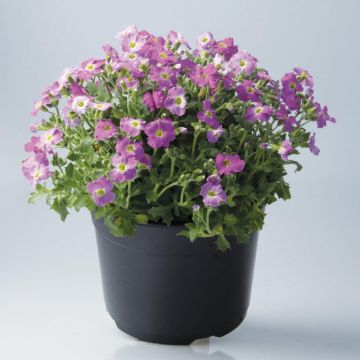 Aubrieta Florado Rose