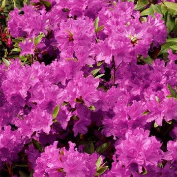 Azalea Purple Splendor