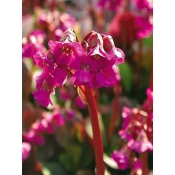 Bergenia cordifolia Eroïca - Hortensia de invierno