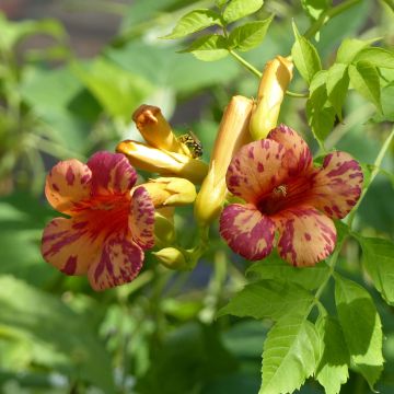 Enredadera de trompeta Orangeade - Campsis