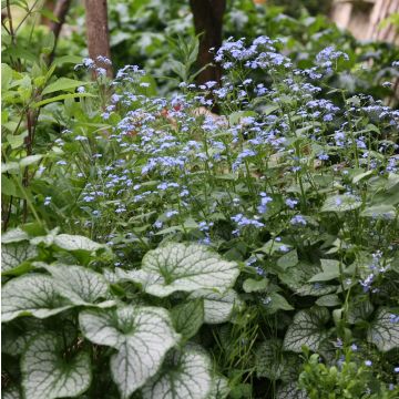 Brunnera macrophylla Jack Frost