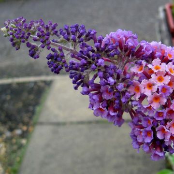 Buddleja Flower Power
