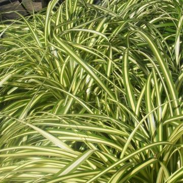Carex foliosissima Aureovariegata