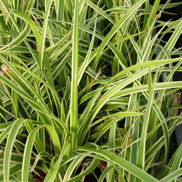 Carex muskingumensis variegata