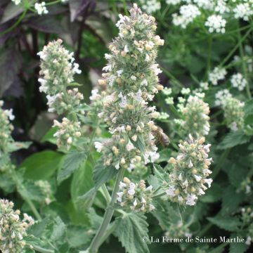 Menta gatuna Bio - Ferme de Sainte Marthe