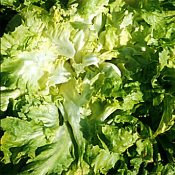 Escarola Grosse Bouclée 2 AB