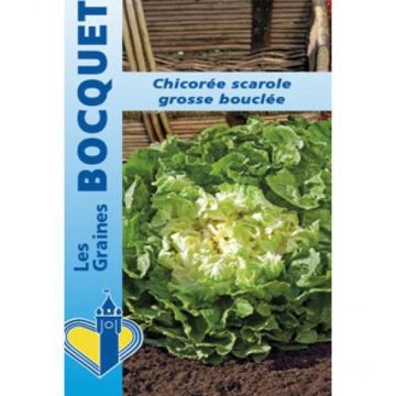 Escarola Grosse Bouclée