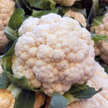 Coliflor Merveille de Toutes Saisons