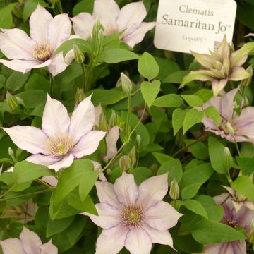 Clematis Samaritan Jo Evipo075