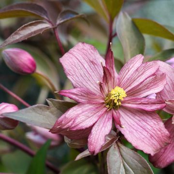 Clematis montana Sunrise