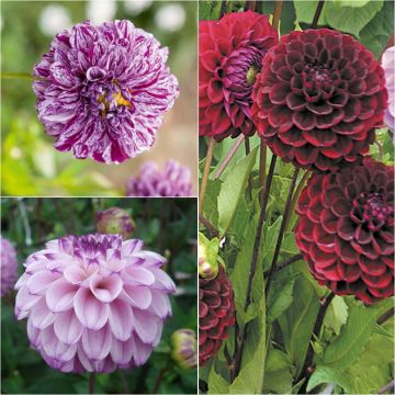 Set of 3 dahlias 'col', fresh tones
