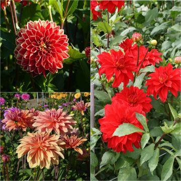 Set of 3 giant decorative dahlias, warm hues