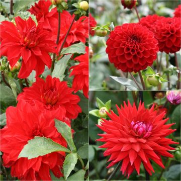 Collection of 3 dahlias for bouquets, red hues