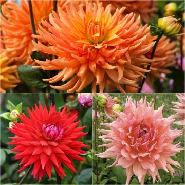 Collection of 3 semi-cactus dahlias, warm hues