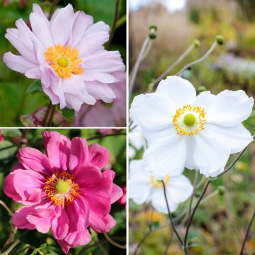 Anémona de Japón de Flores Dobles