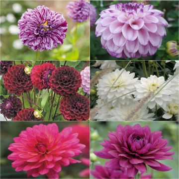 Assorted Dahlia Necklaces Collection - 6 varieties