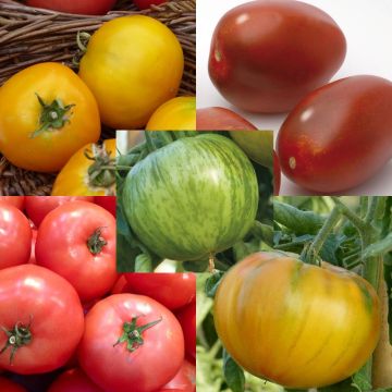 Conjunto de 5 tomates de colores en plantas