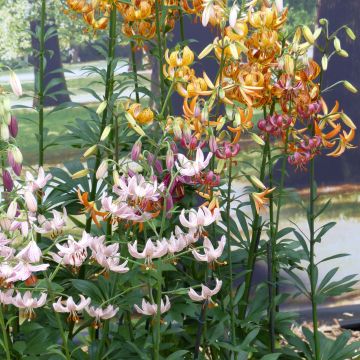 Colección de 4 Lilium martagon