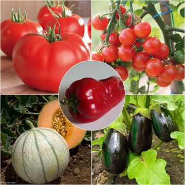 Collección Hortalizas de verano, 5 Planteros de hortalizas INJERTADOS