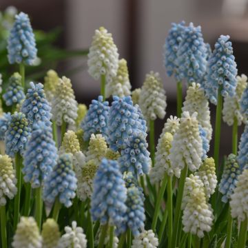 Colección Muscari Mágico