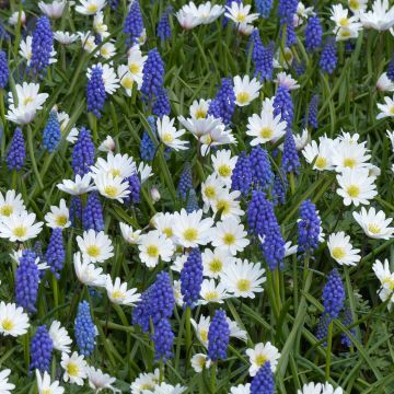 Collección de Pequeños Bulbos de Primavera en Azul y Blanco