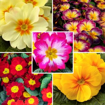 Flor de San José híbrida a precio reducido