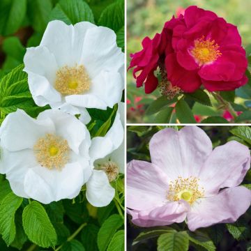 Colección Rosas rugosas