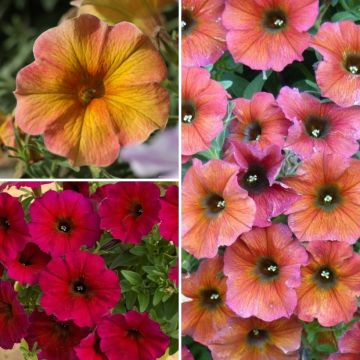Colección 3 Petunias Beautical - Petchoa hybrida