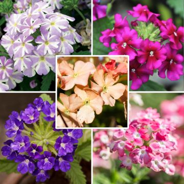 Colección de 5 Verbena surtidas para jardineras
