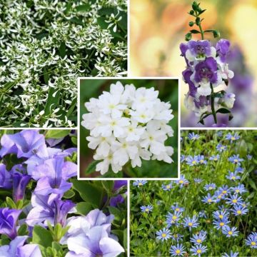 Colección Ola Azul - 5 variedades de plantas anuales