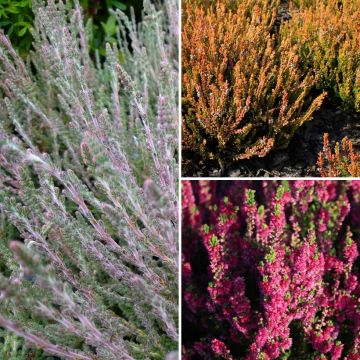 Colección Brezos de verano - Calluna