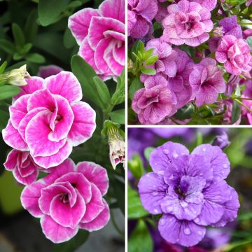 Conjunto de 5 Calibrachoa híbrido dobles o Mini-pétunias