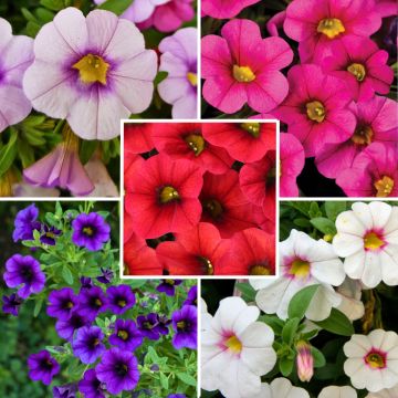 Conjunto de 5 Calibrachoa híbrido o Mini-petunias