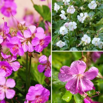 Viváceas Plantas cubresuelos de Geranios
