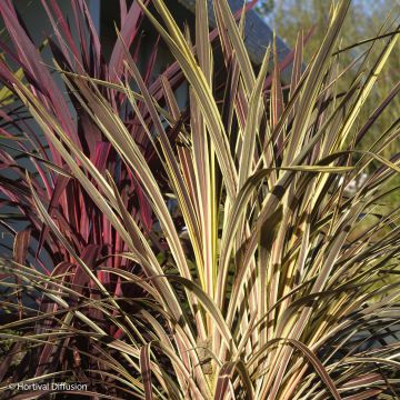 Cordyline banksii Electric Flash