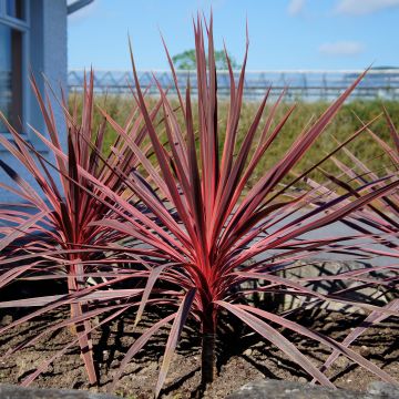 Cordiline Charlie boy- Cordyline australis
