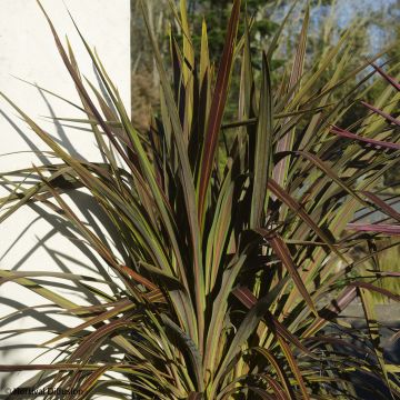 Cordyline banksii Electric Star