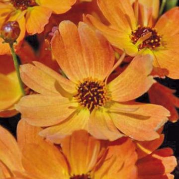 Coreopsis rosea Mango Punch