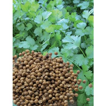 Cilantro de semillas pequeñas