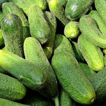 Pepinillo Vert Petit de Paris (plantas)