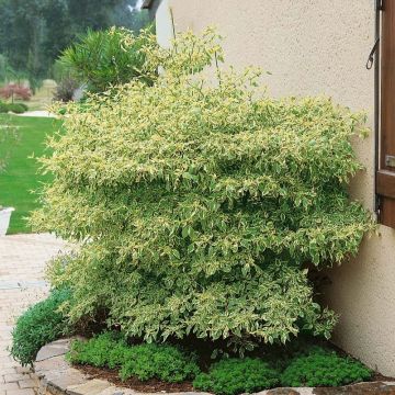 Cornus alternifolia Argentea - Cornejo de hojas alternas